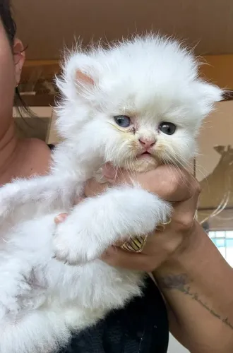 Gato persa macho (filhote)