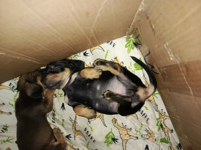 salsichinha mini