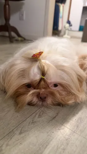 Shih Tzu procurando uma namorada