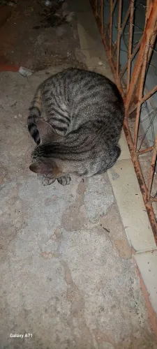 Doação de uma gatinha 