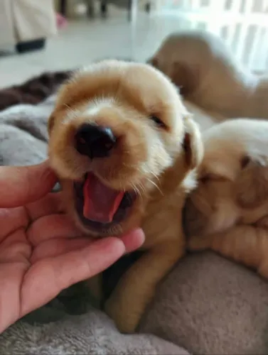 golden retriever vacinados