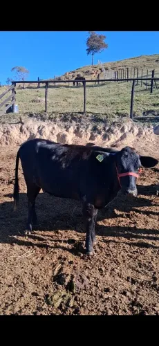 novilha jersolanda. 