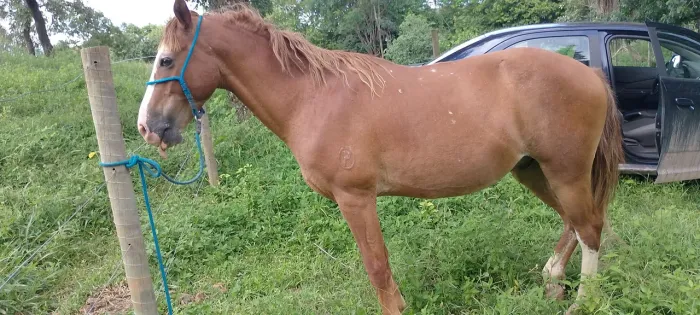 Vendo/troco cavalo