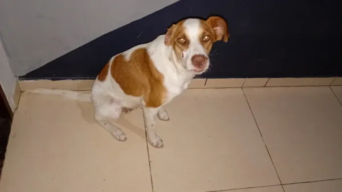 Adoção de uma cachorra, levo em sua residência, Já tá castrada.