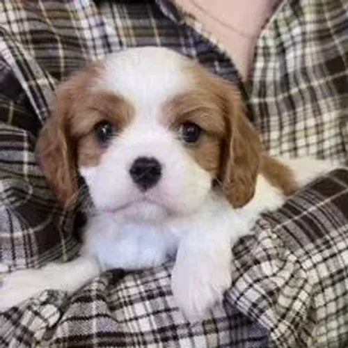 Cavalier King Charles Spaniel,Cavalier King Charles Spaniel Filhote Linda Linhagem Disponí