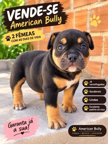 VENDO AMERICAN BULLY