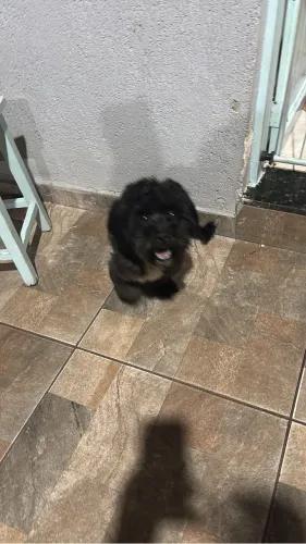 Lhasa apso