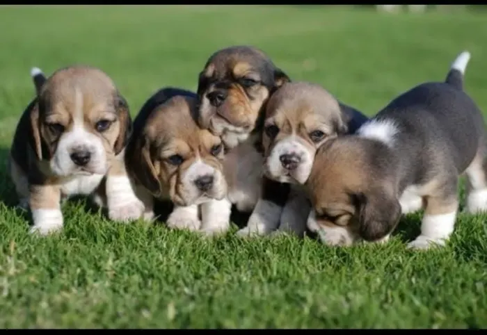 Filhote de beagle o melhor presente para quem você ama