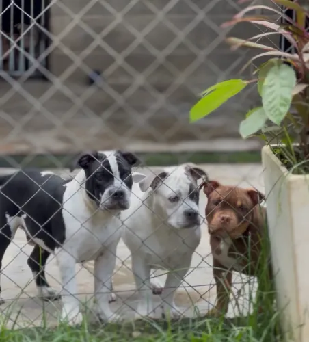 Filhotes de American Bully 