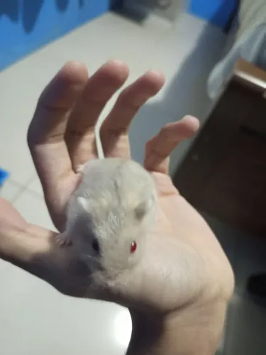  Filhotes de Hamsters anão russo