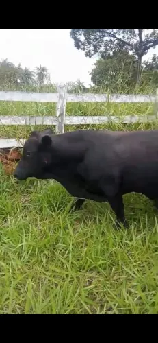 Vendo mini boi santa rosário PO