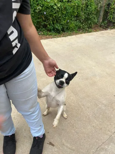 Fêmea de Boston terrier