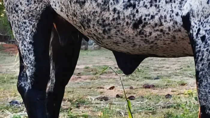2 Novilha de dois anos 2 mojo e vaca uns 4 anos tava com boi 6 mil cada Araçatuba SP.Zap d