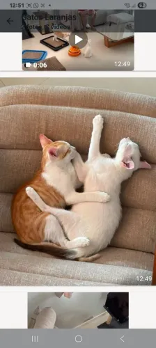 2 lindos para adoção 
