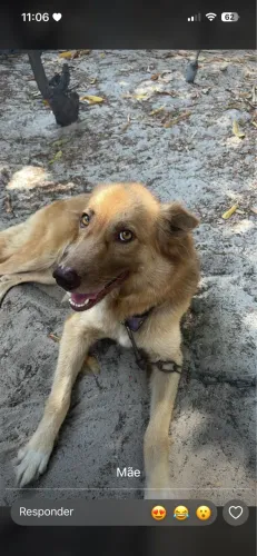 Cachorro pasto belga e pasto alemão