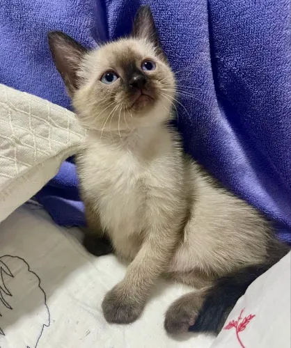 Gato siamês filhote 