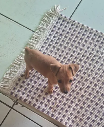Pinscher macho número zero 