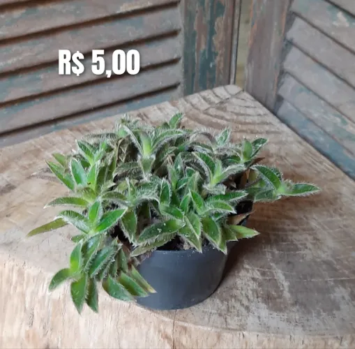 Suculentas