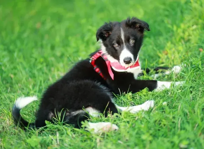 Filhote de Border Collie O Parceiro Que Faz Cada Dia Ser Diferente