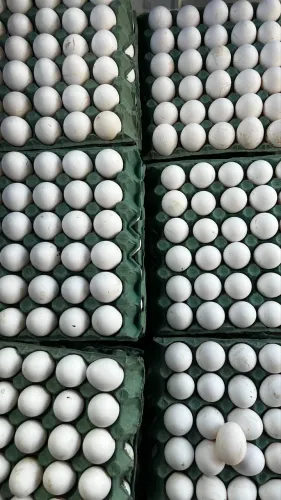 OVOS NA PROMOÇÃO PREÇO DE VAREJO