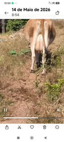Vacas LEITEIRAS - 5.500 +