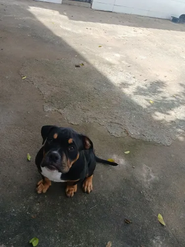 Filhotes American bully pocket com pedigree 