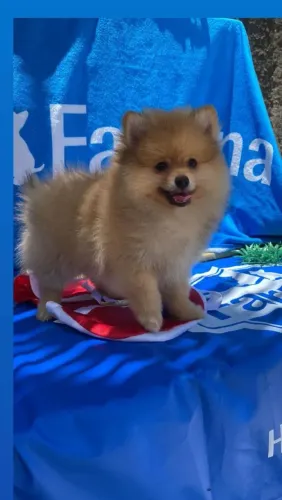 Lulu da pomerânia na promoção 
