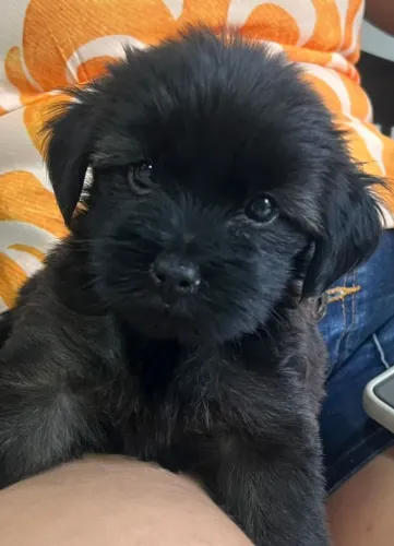Cachorrinha fêmea shitzu com yorkshire disponível