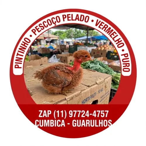PINTINHO PESCOÇO PELADO CAIPIRA VERMELHO PURO
