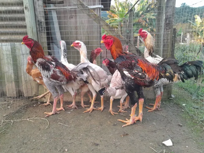 Vendo galos e galinhas 
