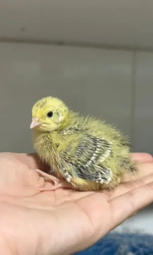 FILHOTES DE CODORNA GIGANTE DISPONÍVEIS 