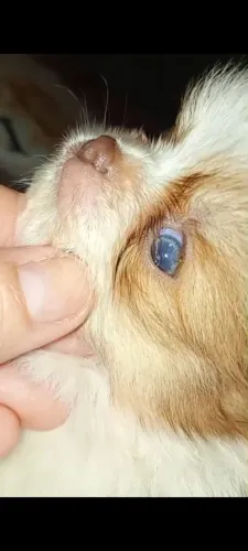 Lulu Pomerânia macho