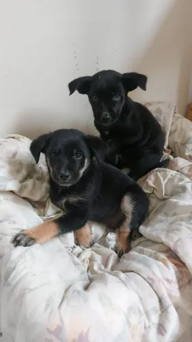 Doação de cachorro 