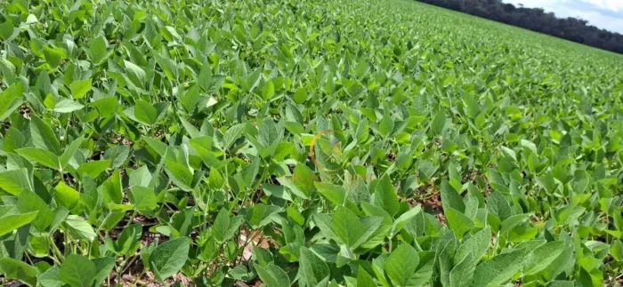 Fazenda 7.200 HA à venda a 15 km de Querência no Mato Grosso!