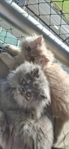 Gatinhos persar a venda