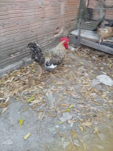 Vendendo um galo de raça caipirao com carijo bola