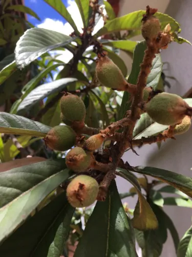 Planta Grande de Ameixa, Nêspera com mais de 10 anos no vaso. Produzindo 