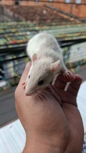 Rato twister