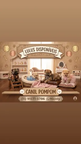 Lindos Filhotes de Lulu da Pomerânia (Spitz Alemão) - Pura Fofura! ?