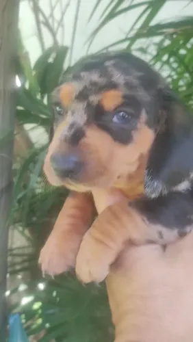 Lindos filhotes de dachschund excelente linhagem
