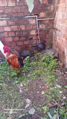 Galinha d capoeira d raça