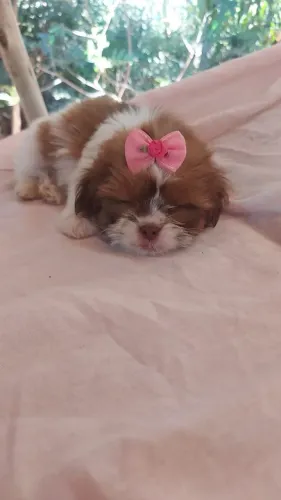 Filhote fêmea shihtzu nariz marrom 
