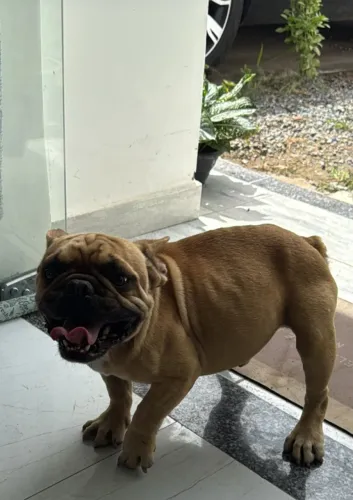 Cachorro disponível para cobertura