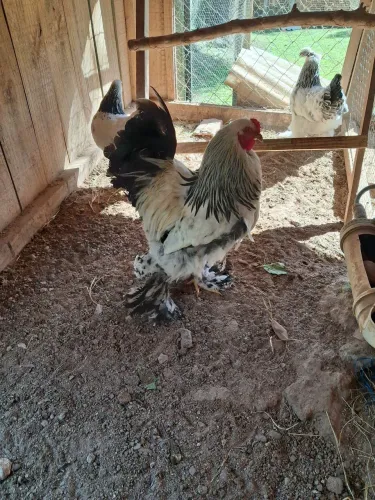 Galinhas Brahma