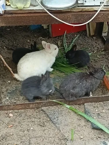 Vende-se coelhos anão