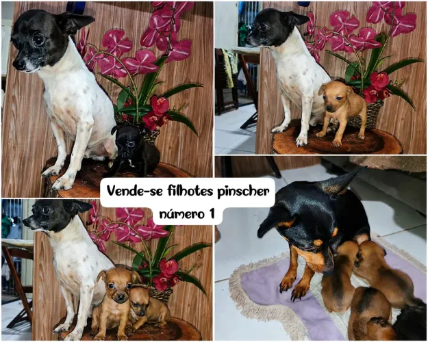 Vende-se filhotes pinscher número 1