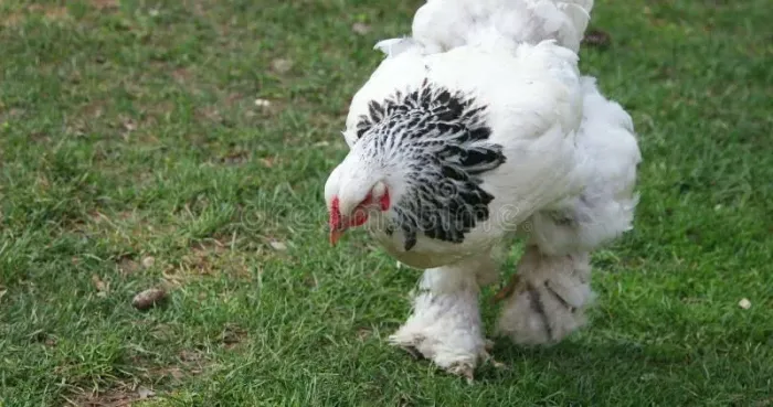 vendas de galinhas no Tocantins, bem alimentadas e gordas