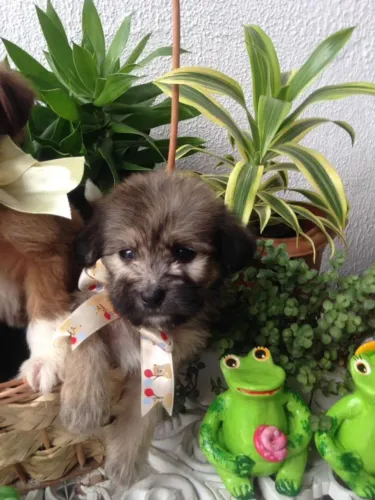 Promo yorkshire com poodle machinho caminha brinde e entrega grátis