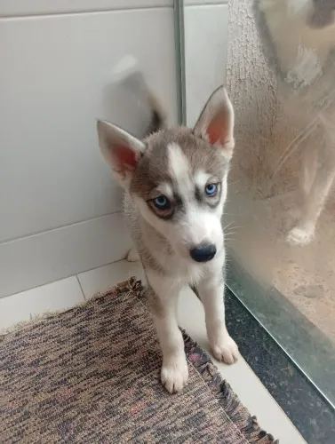 Husky Siberiano