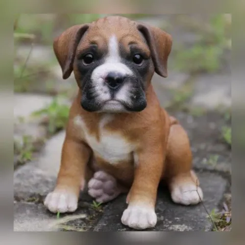 Boxer lindos filhotes